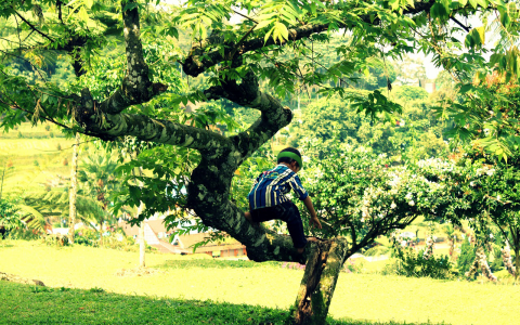 tree-climbing